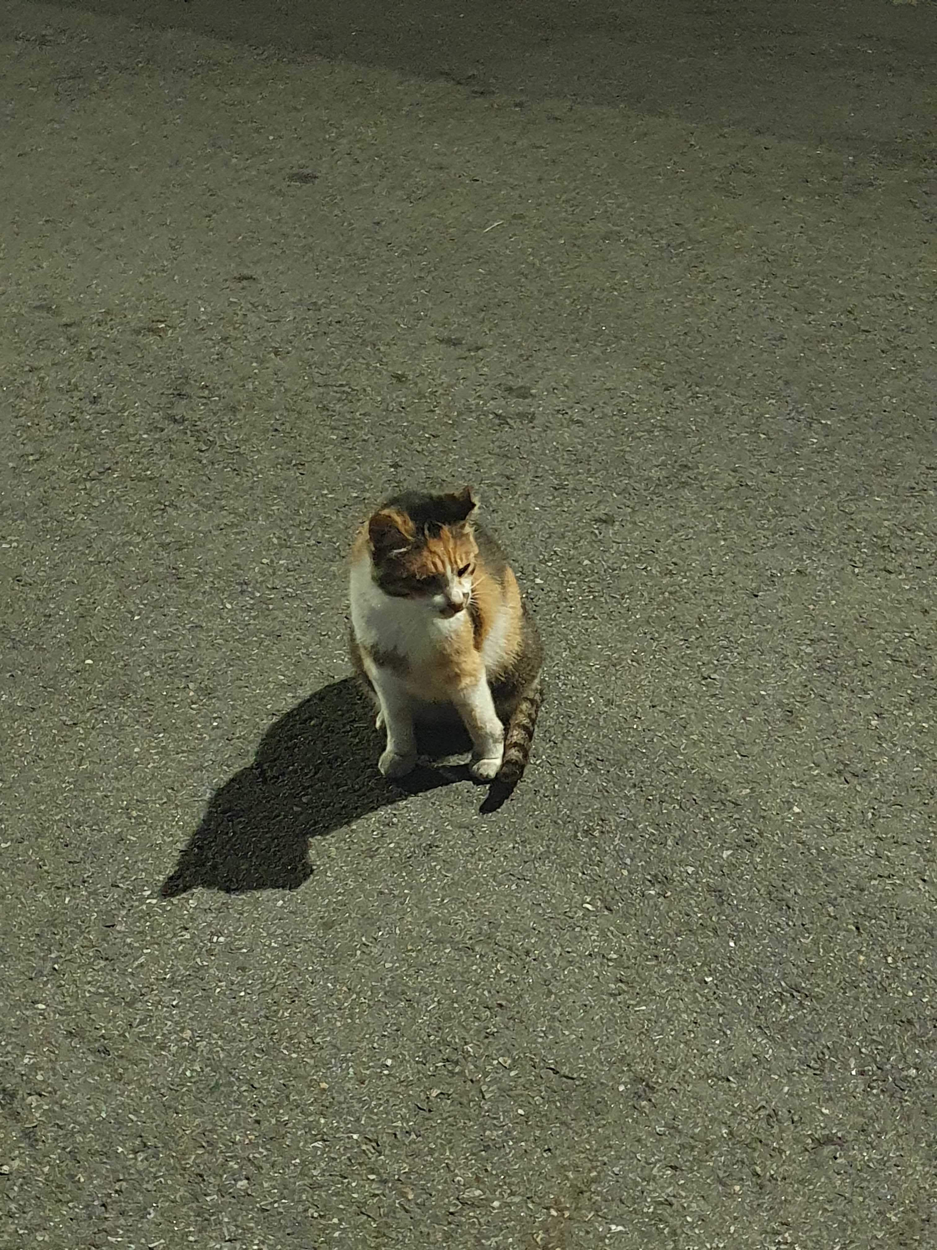 앉아있는 고양이